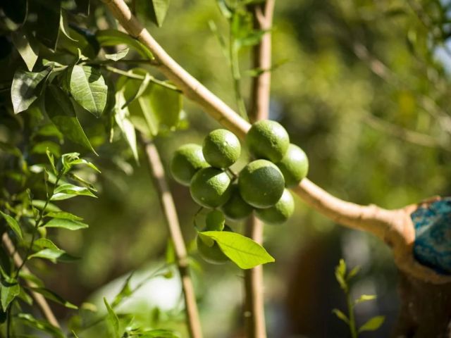 Limon Datça - Muğla bungalov fotoğrafı 4